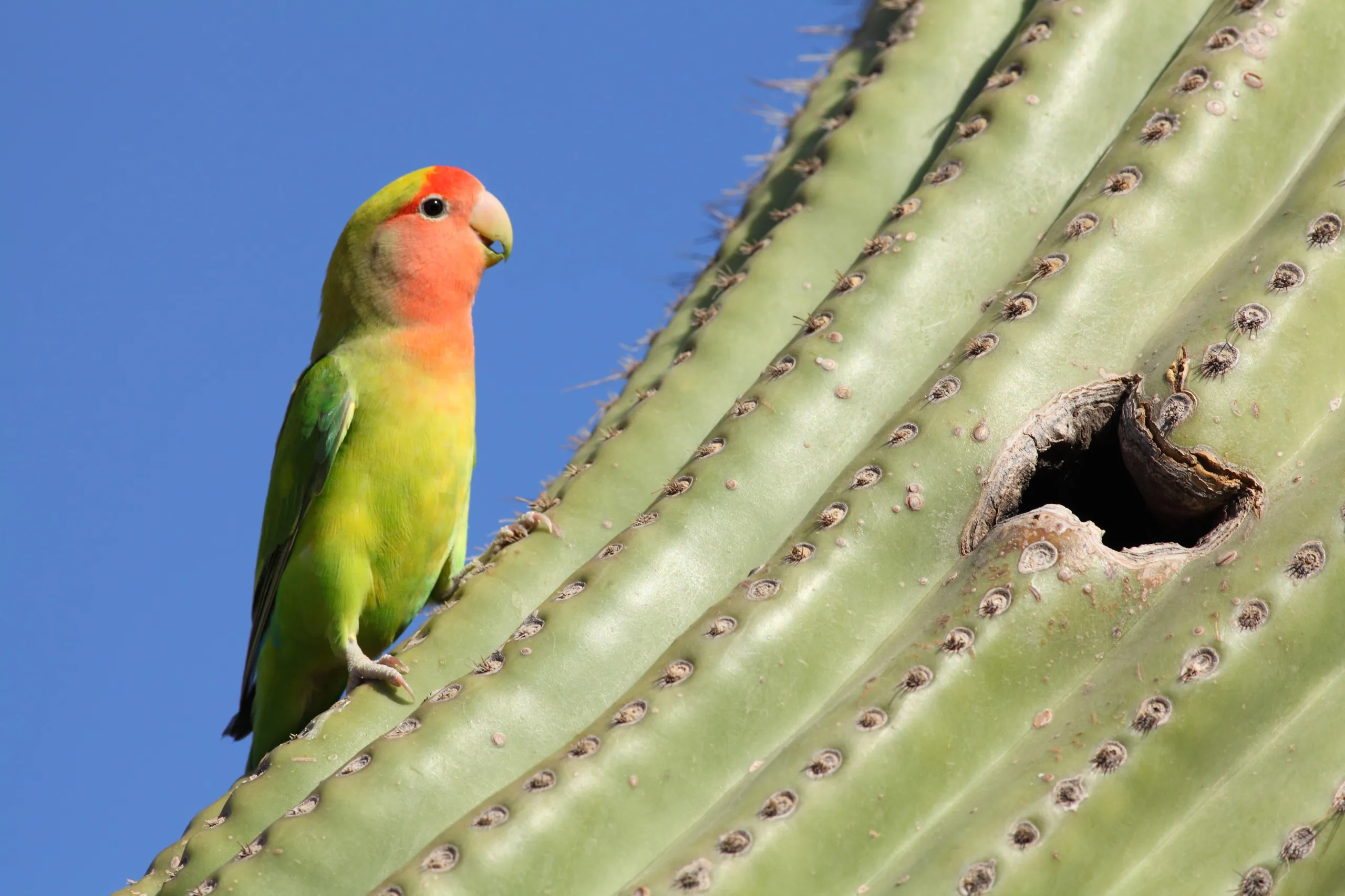 Parrot in rainforest